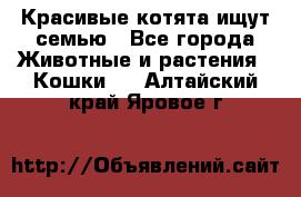 Красивые котята ищут семью - Все города Животные и растения » Кошки   . Алтайский край,Яровое г.